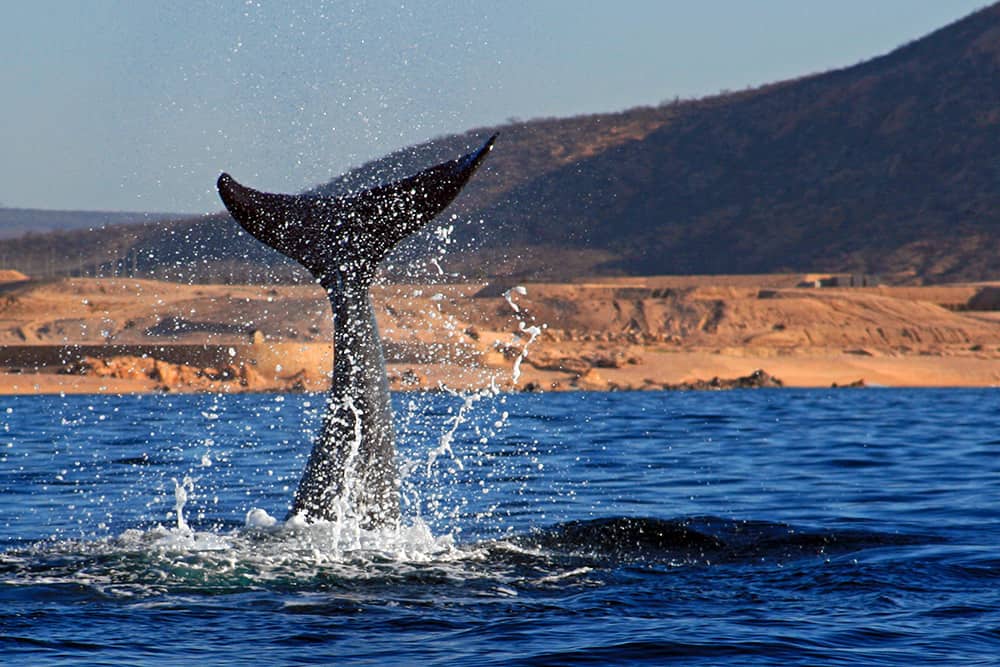 Whale in the sea of Cortes, Cabo San Lucas